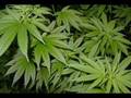 Chulito Camacho - Marihuana pura marihuana cura ...
