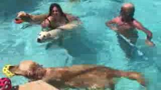 Video preview image #1 Golden Retriever Puppy For Sale in PORT SAINT LUCIE, FL, USA