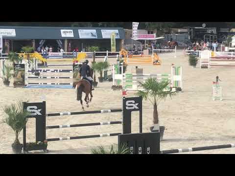 Catoki’s Cornet 6 yo (Catoki x Cornet Obolensky)