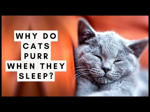 Why Do Cats Purr When They Sleep?