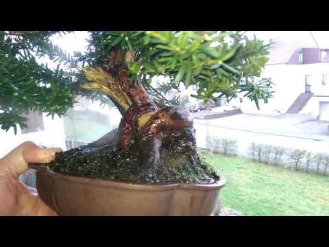 Hochdruckpistole zur Moos- und Flechtenentfernung Teil 3