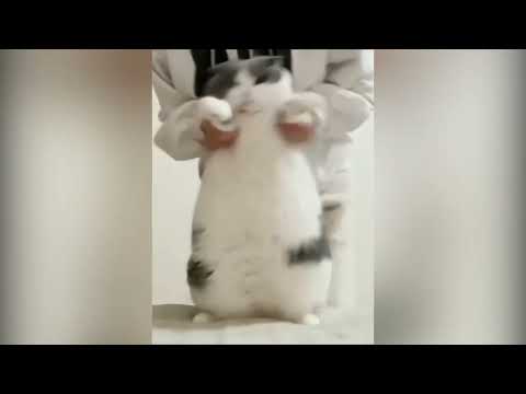 Cat Dancing Wop Original Meme Template