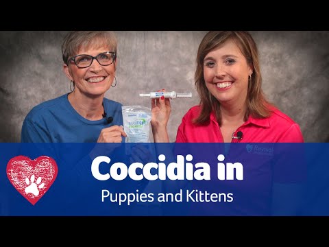 Coccidia in Puppies and Kittens