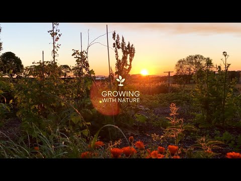 Incredible 5 Year Old Back Garden Food Forest | Short Film