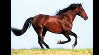 Mustang Côr De Sangue  -  Marcos Valle