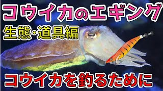 【コウイカのエギング①生態・道具編】コウイカを釣るための準備