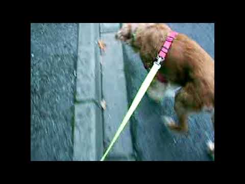 Walking The Dogs In Middlesbrough