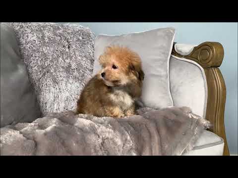 image-How big do female Morkies get?