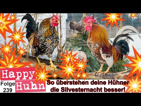 How to help your chickens survive New Year's Eve! 3 tips for chicken keepers - HAPPY CHICKEN E239