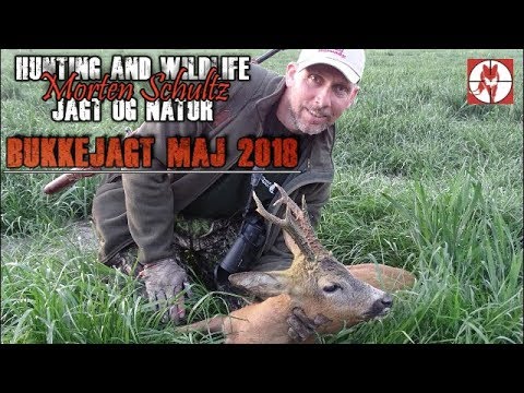 Bukkejagt / Roe buck hunting .223rem. 55gr GMX