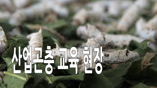 산업곤충교육