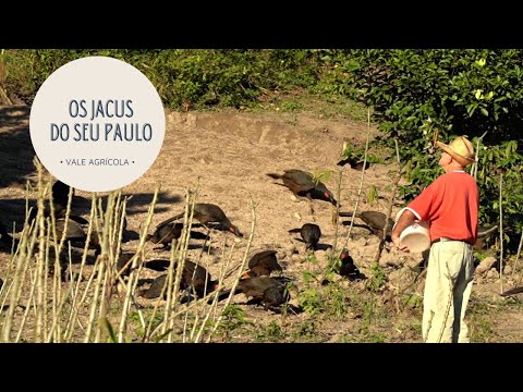 SEU PAULO E OS QUASE 100 JACUS DE ESTIMAÇÃO!