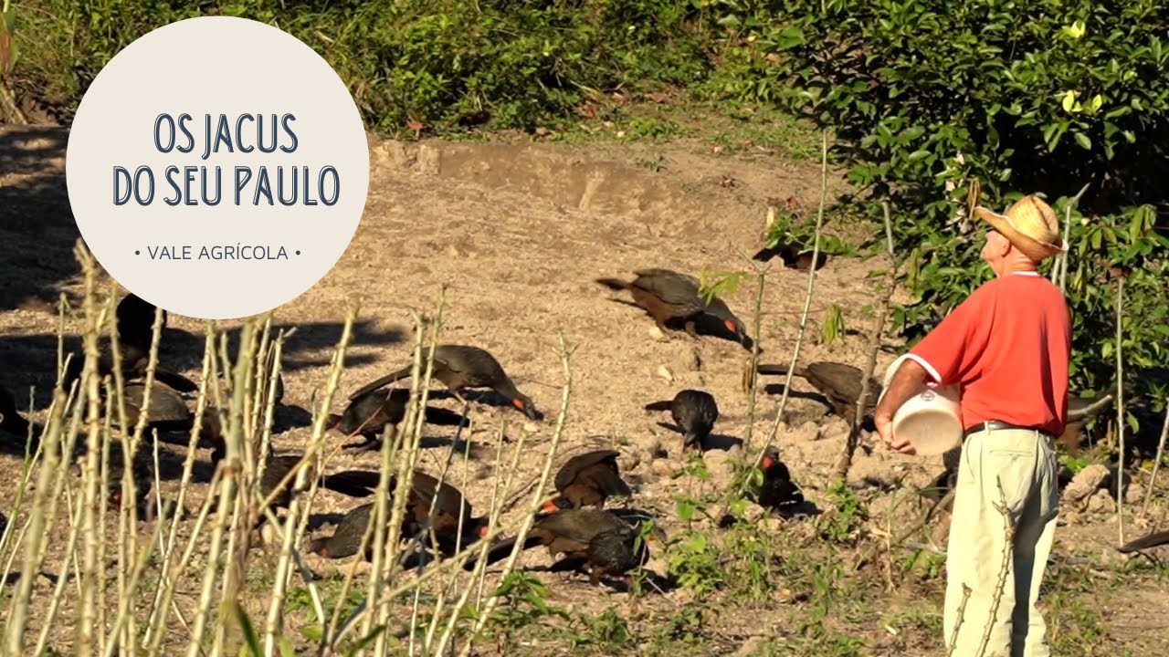 SEU PAULO E OS QUASE 100 JACUS DE ESTIMAÇÃO!