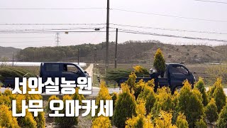 식재 간격의 중요성, 각종 침엽수 분작업(에메랄드골드,문그로우, 스카이로켓 등)