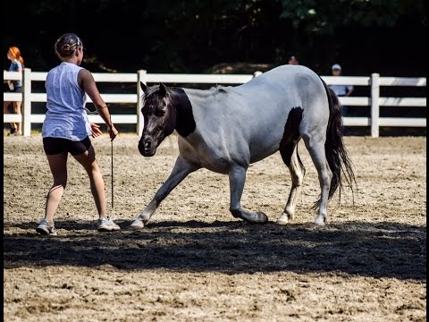 Dancing with Horses [Liberty performance]