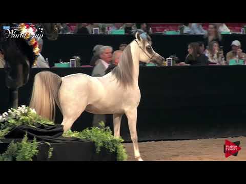 N.179 SHAEL MARWAN - LAS VEGAS 2019 - Arabian World Cup Junior Stallions (Class 123).mp4
