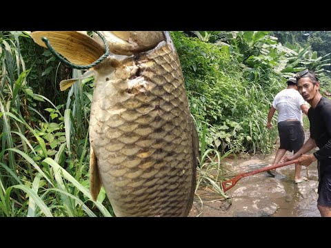 SE03EP162 Part 2 - NAG BALIKAN na ANG MGA MAMAW NA KARPA | Catch & Cook - Tiaong Quezon