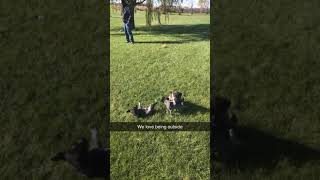 German Wirehaired Pointer Puppies Videos