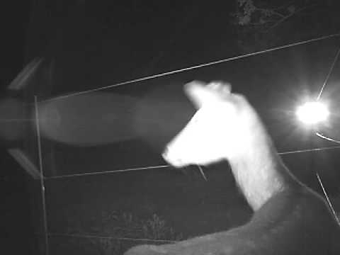 鹿を庭から追い出す 庭の練習