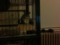 Chinchilla warning bark