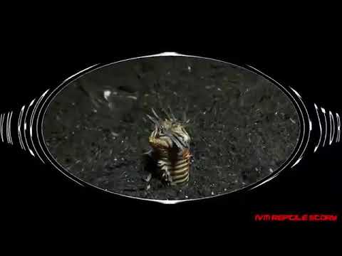 Peixe pequeno engolido peixe gigante no Recife de coral