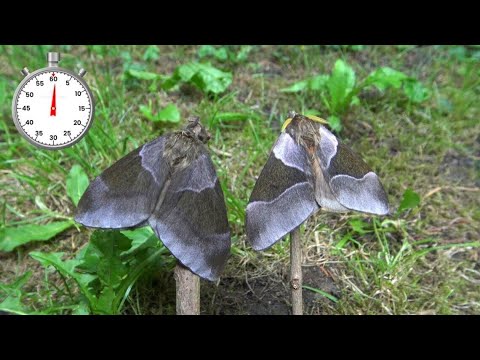 Moth Life-Cycle: Venomous Insect - Dirphia avia - South American Emperor - One Minute-Lifecycle