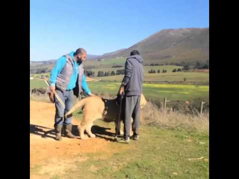 Khiladi Akshay kumar Plying with a Real Lion