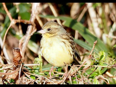 Strnádka olivová (Emberiza spodocephala) — spev a hlas v prírode