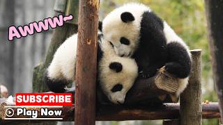 Probably The Cutest Video You'll See Today | iPanda