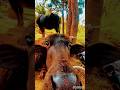 Farming Reels ️ Song Farming Kheteebaade Daliyshorts Virulshorts Kisan