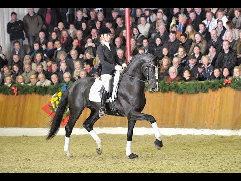 Danciano - Stallion Collection Schockemoehle & Helgstrand 2021 ENG