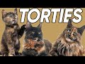 5 Terrific Facts About Tortoiseshell Cats!