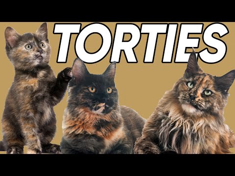 YouTube video about: Why are there no brown cats?