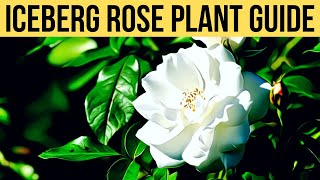 The Iceberg Rose Growing Guide | Iceberg Rose Care And Info | How To Grow Iceberg Roses