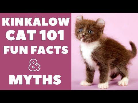 Kinkalow Cats 101 : Fun Facts & Myths