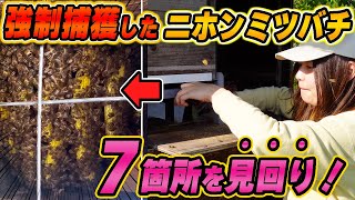 強制捕獲したニホンミツバチ7群を見回り！