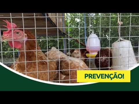 Gripe aviária: Famato alerta produtores de Acorizal-MT