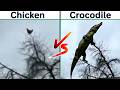 CHICKEN Screaming On Tree Vs CROCODILE Screaming On Tree