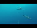 Huge Shark On Troll Pro