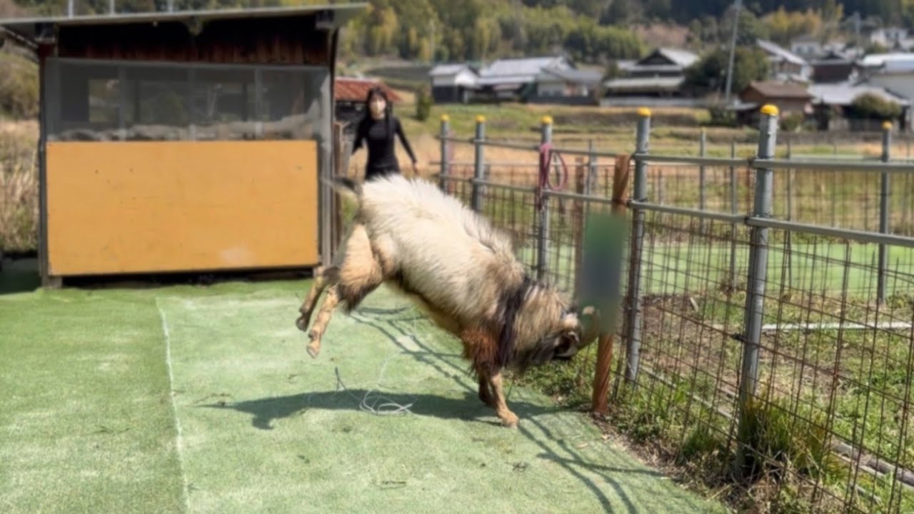 【田舎暮らし】ヤギに〇〇プレゼントしてみた！