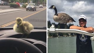 Man Who Rescued A Gosling From Drowning 2 Yrs Ago, Can’t Get Rid Of Her Because She Won’t Leave Him
