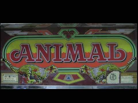 アニマルの動画