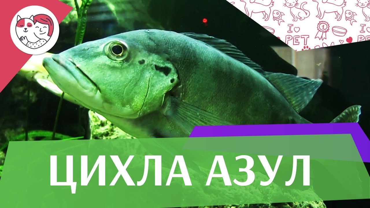 Цихла Азул АкваЛого на ilikePet