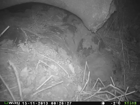 Dog otter with scrotum