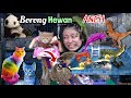 Borong Hewan Lucu Bebek Kucing Warna Warni Landak Bunglon Digigit Ikan Perut Gendut