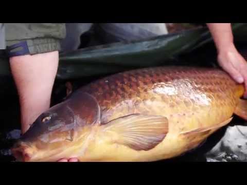 ***FOX KARPERVISSEN TV*** Volledige Edges In Session with Fox Volume 3 GRATIS DVD!