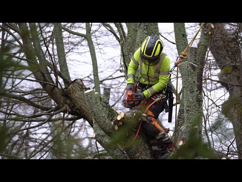 Hjorthagen vid Gripsholms slott restaureras – träden hamlas