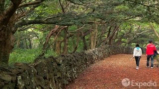 preview picture of video 'Bijarim Forest - Pontos turisticos de Jeju Island | Expedia.com.br'