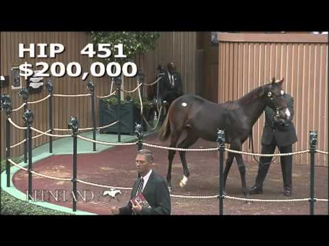 2015 November Breeding Stock Sale: Hip 451 - Bay Filly (War Front - Take Charge Lady)