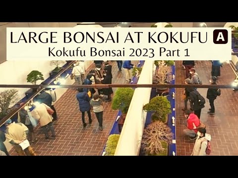 Kokufu Large Bonsai Section in 2023 Part 1 (A) 第97回国風盆栽展前期大型盆栽
